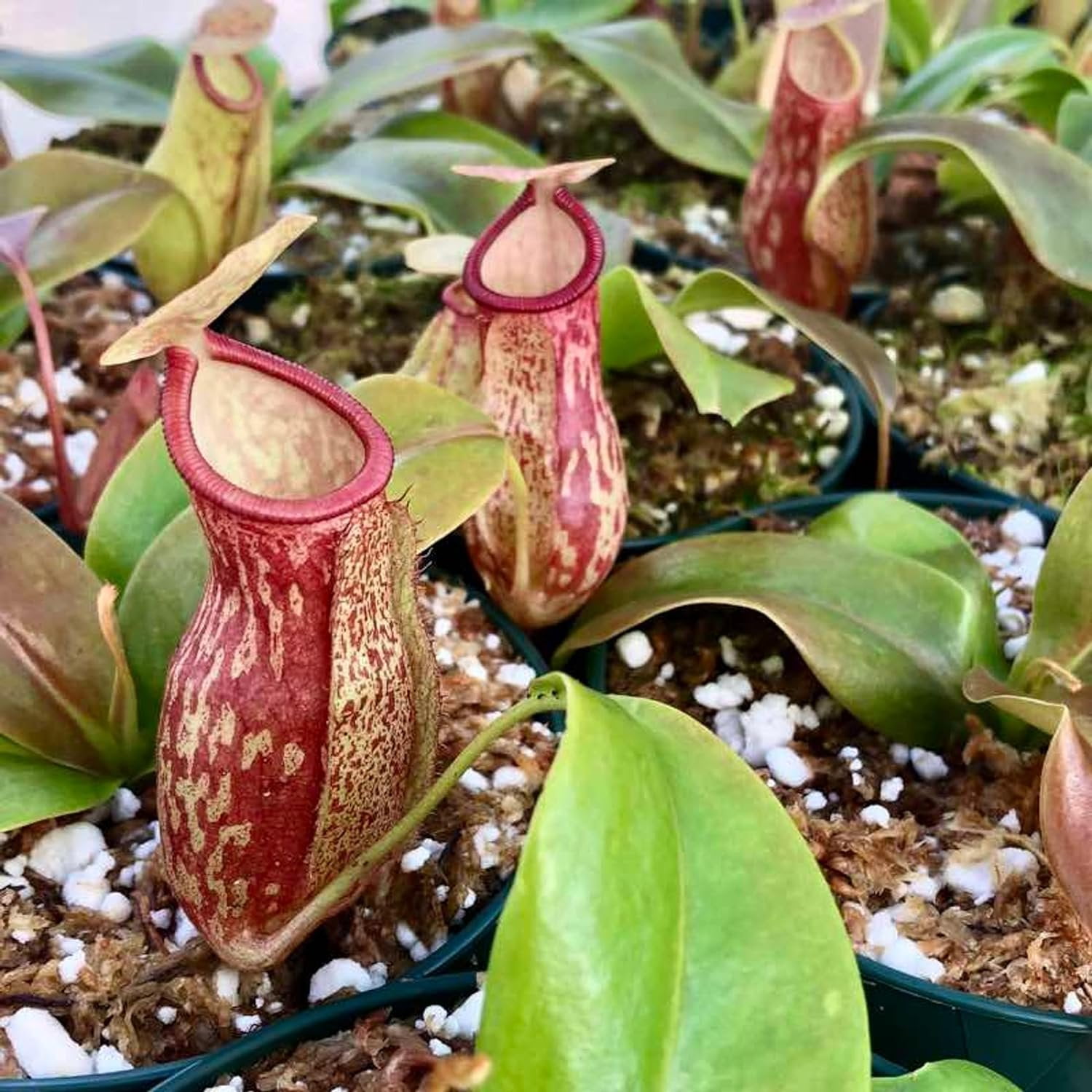Carnivorous Pitcher Plant - Live Starter Plant in a 2 Inch Pot - Nepenthes St Gaya - Beautiful Easy Care Indoor Tropical Carnivorous Plants