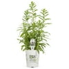Proven Winners 2.72QT Angelonia Angelface White