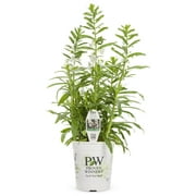 Proven Winners 2.72QT Angelonia Angelface White