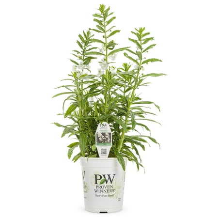 Proven Winners 2.72QT Angelonia Angelface White