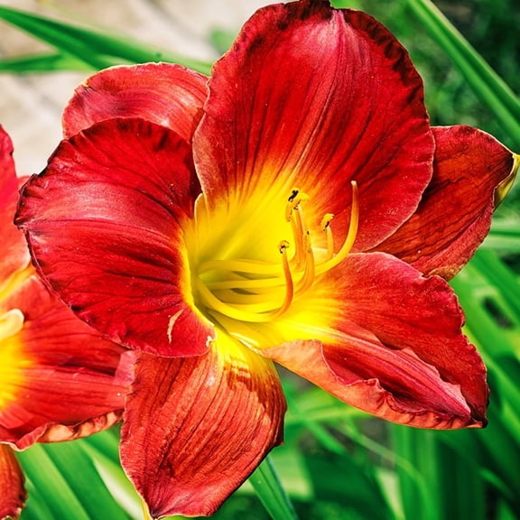 Christmas Is Daylily Root - Attracts Butterflies and Hummingbirds - Good as Cut Flowers - Grows Well In Containers - Naturalizing - Perennializing - Live Daylilies - Outdoor Garden