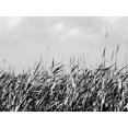 thumbnail image 2 of Pica, Jeff 14x12 Black Ornate Wood Framed with Double Matting Museum Art Print Titled - Dune Triptych II, 2 of 4