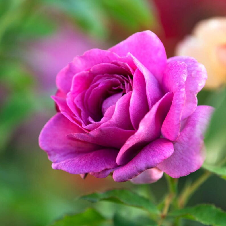 30 Seeds Sweet Madame Blue Rose Seeds Perennial Mix for Late Winter to Early Spring Planting