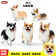 thumbnail image 1 of Miniature Figurine Pet Dog Model Corgi Schnauzer Shiba Inu Shepherd Puppy Action Figure Home Decor Accessories Children's GiftM-1089 He Qiyong unisex, 1 of 1