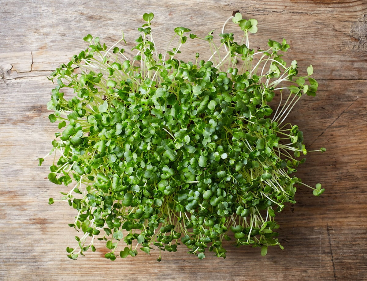 Organic Broccoli Sprout Powder, 1 Pound – Non-GMO, Kosher, Sirtfood, Pure, Vegan