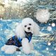 thumbnail image 5 of Ropa Impermeable Para Perros, Chaqueta De Invierno Para Mascotas Con Arnés, Chaleco Cálido A Prueba De Viento Para Perros Pequeños, Abrigo Para Cachorros, Ropa Para Mascotas Yuarrent PT002758-02, 5 of 6