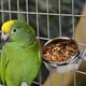 thumbnail image 4 of Wdftyju Jaula colgante, plato para pájaros, caja de comida de acero inoxidable, cuenco para loros antirrotación Wdftyju 5nh5dn0dk3qm2lu6D04, 4 of 8