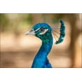 thumbnail image 1 of 24"x36" Gallery Poster, Pavo cristatus from Venezuela, 1 of 1