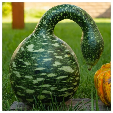 Everwilde Farms - 1 oz Speckled Swan Gourd Seeds - Gold Vault Bulk Seed Packet