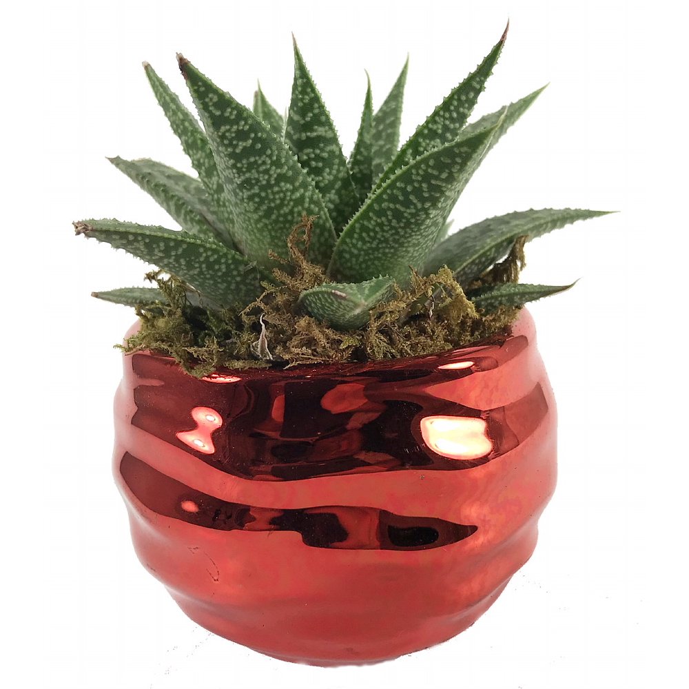 Shimmer Ceramic Planter/Live Plant 3" x 3 x 5