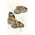 thumbnail image 3 of James Duncan 16x24 Black Modern Framed Museum Art Print Titled - Cethosia Cyane (1858), 3 of 5