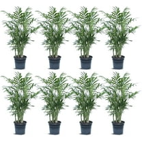 8 Pack Live Parlor Palm, Chamaedorea Elegans, Neanthe Bella, Indoor Potted Houseplant, Christmas Gift for Co-Worker, Plant Lover Gift, Live Decor, Birthday Gift in 4" Pot