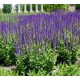 thumbnail image 4 of East Friesland Salvia - Meadow Sage - Deep Blue - DWARF - Quart Pot, 4 of 4