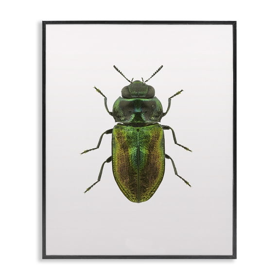 Stupell Industries Contemporary Beetle Green Yellow Animal Photograph Black Framed Giclee Art, 11 x 14, by Design Fabrikken
