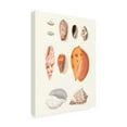 thumbnail image 2 of Vision Studio 'Shell Collection III' Canvas Art, 2 of 3
