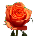 thumbnail image 4 of 100 Stems of Solid Orange Color Roses- Beautiful Fresh Cut Flowers- Express Delivery, 4 of 5