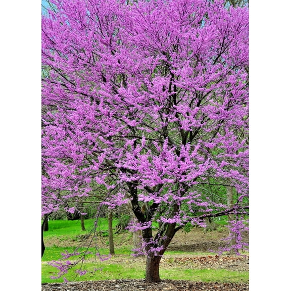 40 *Seeds GIANT REDBUD TREE Cercis Gigantea Pink Purple Flower Seeds