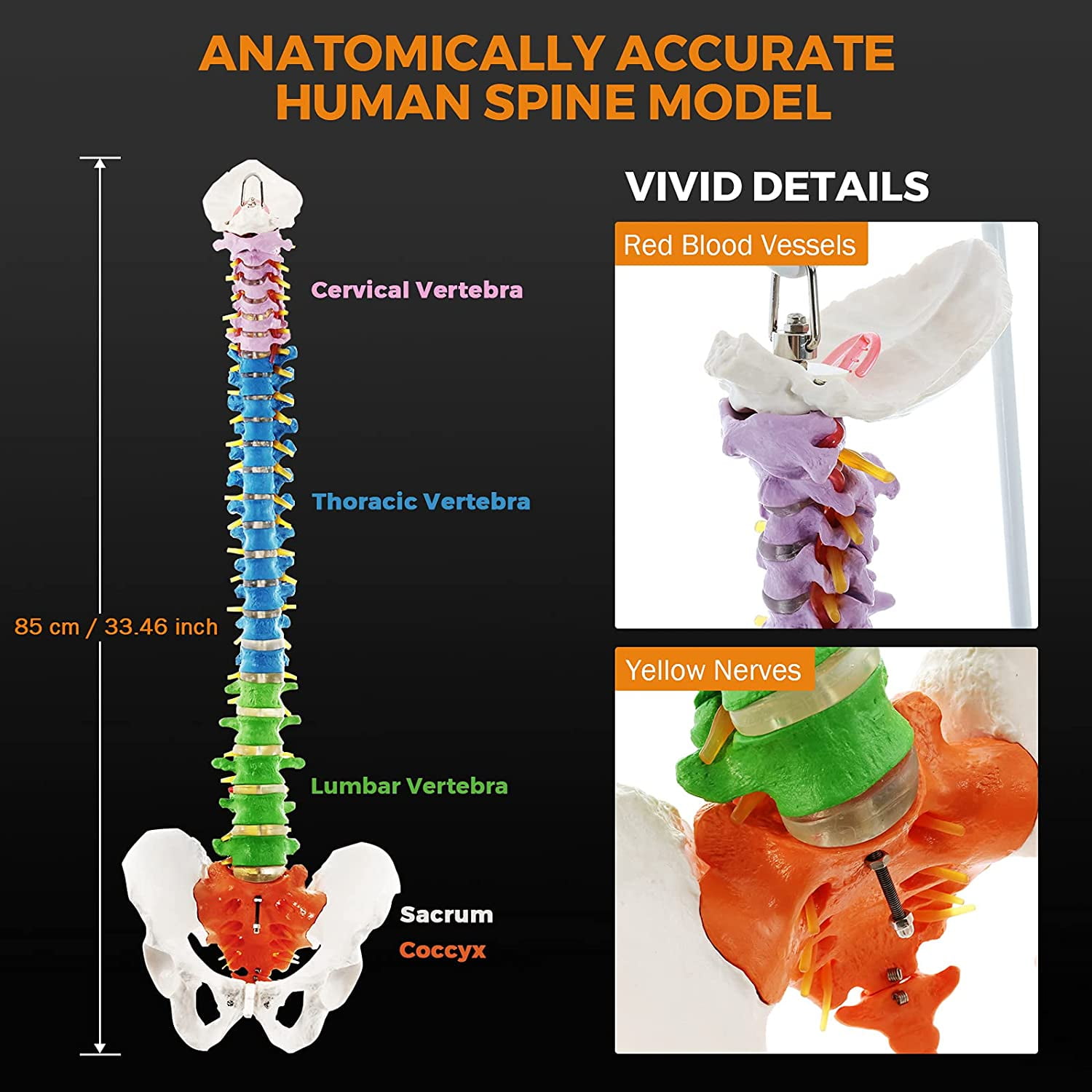 Buy Flexible Anatomy Spine Model 85cm/33.46in Bendable with Holder