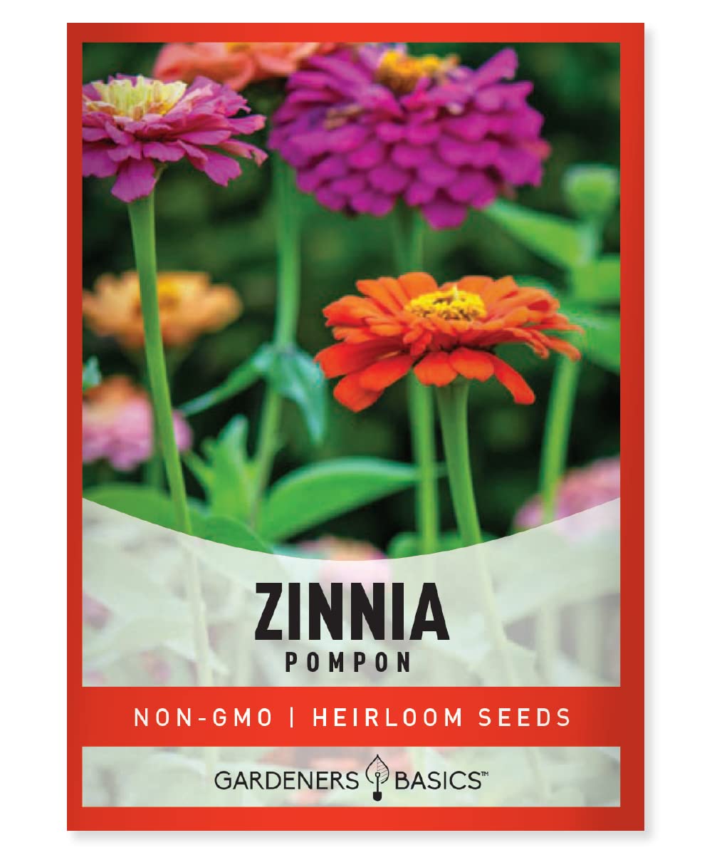 Zinnia Seeds for Planting Outdoors (Pompon) Flower Seed Packet Annual