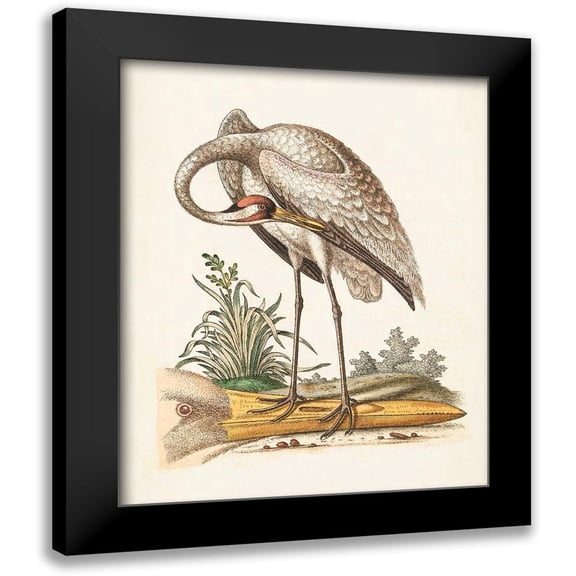 Edwards, George 12x14 Black Modern Framed Museum Art Print Titled - Antique Heron and Cranes IV