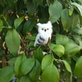 thumbnail image 5 of SPRING PARK Artificial Owl Simulation Ornaments DIY Craft Decoration Lovely Artificial Animal Owl Miniature Plush Toy Garden Ornament Photo Props, 5 of 5