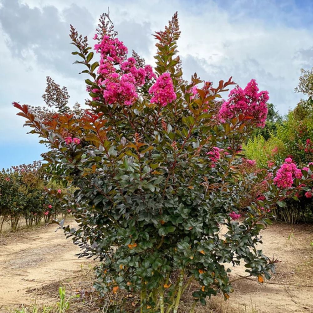 First Editions 1-1.5 ft tall Plum Magic Crape Myrtle Live Tree in 1-Gallon Grower Pot