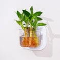 thumbnail image 2 of WRKEKC Clearance Wall-Mounted Transparent Hydroponic Planter Box, Creative Storage for Bathrooms and Offices, 2 of 6
