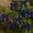 Dark Blue, variant on ZZkhGo 24 Pack Velvet Mini Bows Small Velvet Gift Bows 1 Inch Decorative Tree Wreath Package Reusable Holiday Craft Embellishments Wedding Party Favors