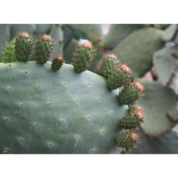 Peel N Stick Poster Of Cactus Cactus Stem Prickly Pear Flower Spur Poster 24x16 Adhesive Sticker Poster Print Walmart Com Walmart Com