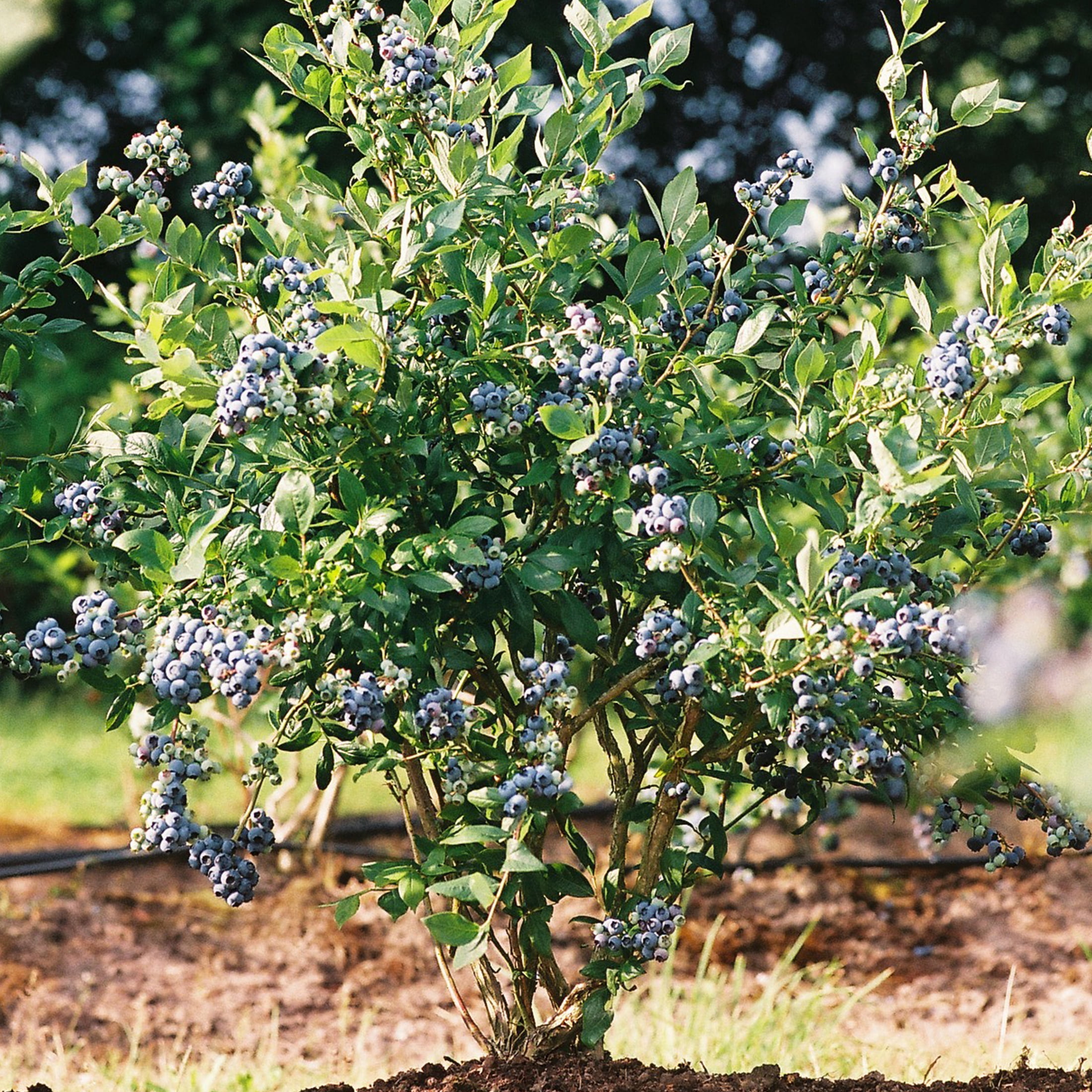 Expert Gardener 1-1.5 ft tall Powder Blue Rabbiteye Blueberry Live Shrub in 1-Gallon Grower Pot