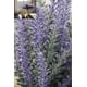 thumbnail image 5 of Flores artificiales de lavanda, 4 piezas grandes para hacer un arreglo floral abundante, planta falsa casi natural para alegrar la decoración de tu fiesta y boda (4 piezas) Xemadio SNFLD1715, 5 of 9