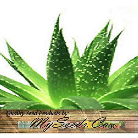 Aloe Seeds 20 x Aloe Seeds Mix - Excellent House Plants succulent For Greenhouse Indoor home - Includes ALOE VERA - By MySeeds.Co ()
