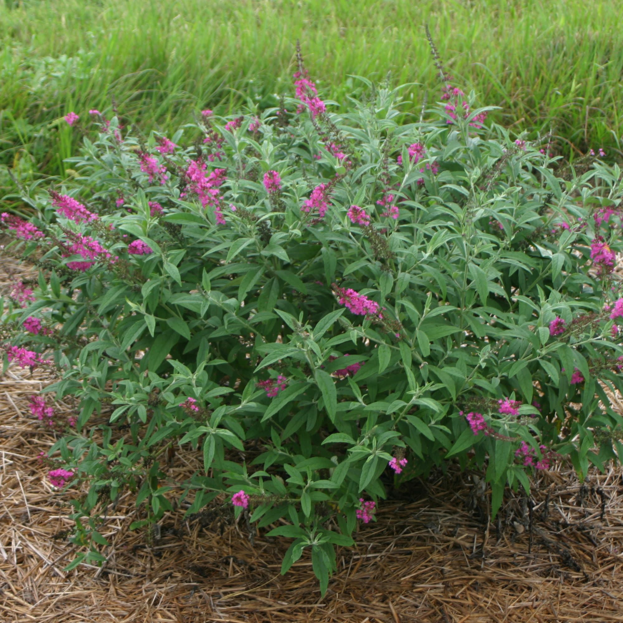 Proven Winners ColorChoice 5" Purple 'Miss Ruby' Butterfly Bush Live Plant in 4.5" Pot (4 Count)