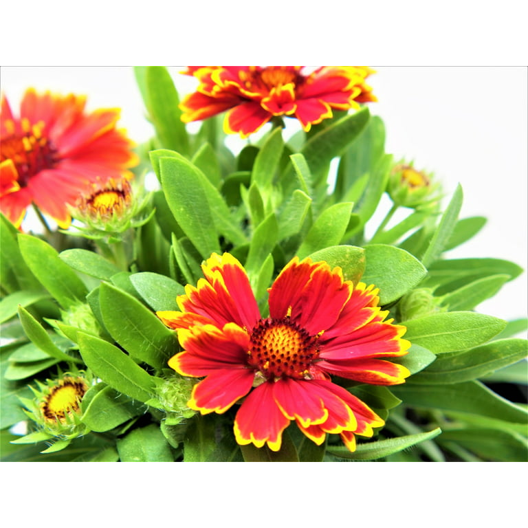 Shop Gaillardia, Blanket Flower Plants