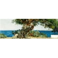 thumbnail image 2 of Sorolla y Bastida, Joaquin 14x7 Gold Ornate Wood Framed with Double Matting Museum Art Print Titled - Algarrobo, 2 of 4