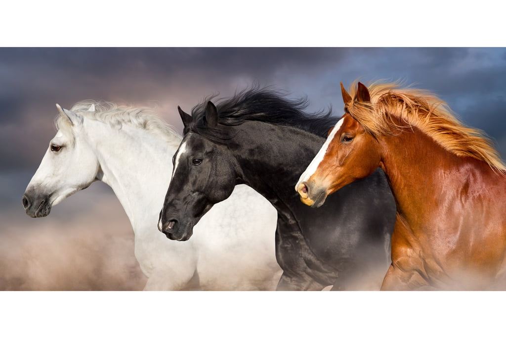 Canvas Print Horse Framed Wall Art Picture Photo Image 030216-2 