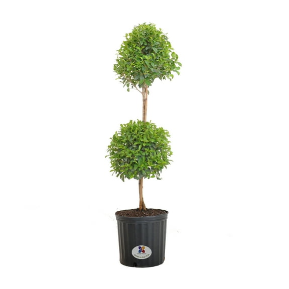 United Nursery Live Eugenia Topiary Plant 38 inches Tall in 9.25-inch Grower Pot Full Sun