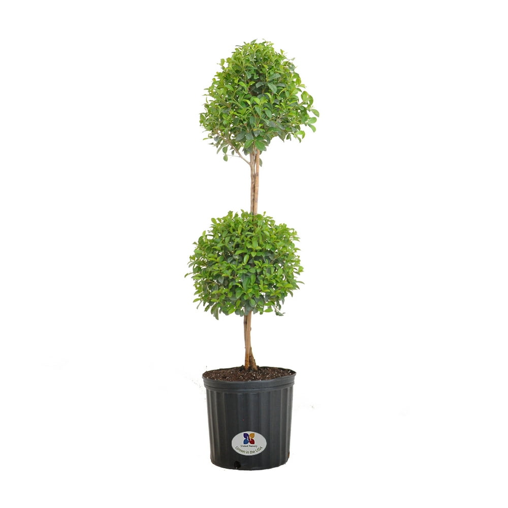 United Nursery Eugenia Topiary Live Outdoor Euginia Myrtifolia Plant
