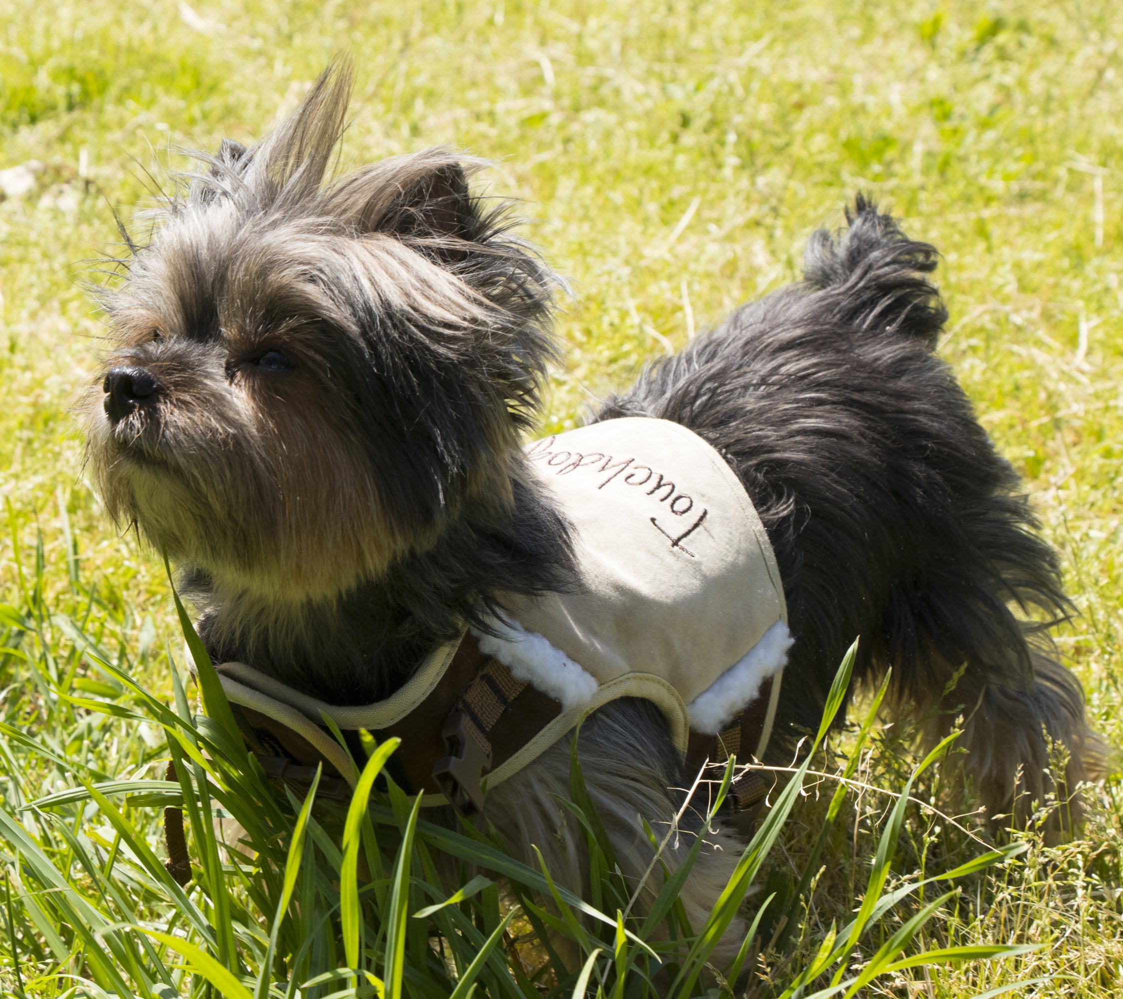 Touchdog Tough-Boutique Adjustable Fashion Dog Harness
