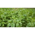 thumbnail image 4 of Herb Seeds -Basil Genovese -100 Garden Herb Seeds! Aromatic Dark Green- Herb Gardening- Indoors or Out, 4 of 5