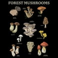 thumbnail image 2 of Women's Lost Gods Forest Mushrooms Graphic T-Shirt, 2 of 4