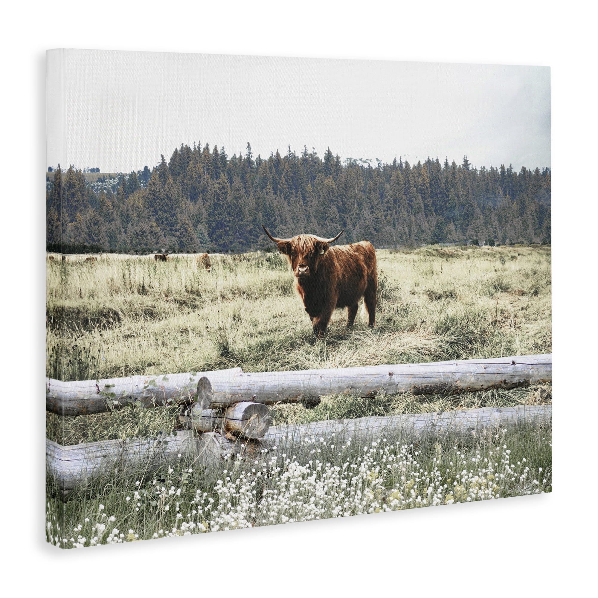 Stupell Industries Cattle Overlooking Fence Animals & Insects Photography Gallery Wrapped Canvas Art Print Wall Art, 40 x 30