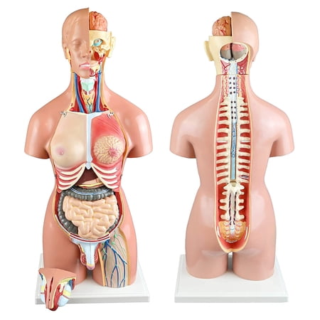 PB00161 55cm 21-Part Dual-Sex Human Torso W/Open Back |Open Back Exposes Muscular Layers, Vertebral Volume, Nerve Branches