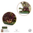 thumbnail image 3 of Mythic Americas Ayar New, 3 of 7
