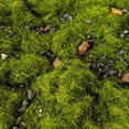 thumbnail image 3 of segolike Ground Grass 50G for Wargame Spring, 3 of 7