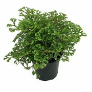 Avatar Spike Moss - Selaginella - Houseplant/Terrarium - 4" Pot