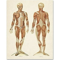Human Muscular System - Front and Back View - 11x14 Unframed Art Print - Great Gift for Medical and Nursing Students