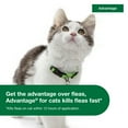 Advantage Topical Flea Prevention For Large Cats 9 lbs+, 2Monthly