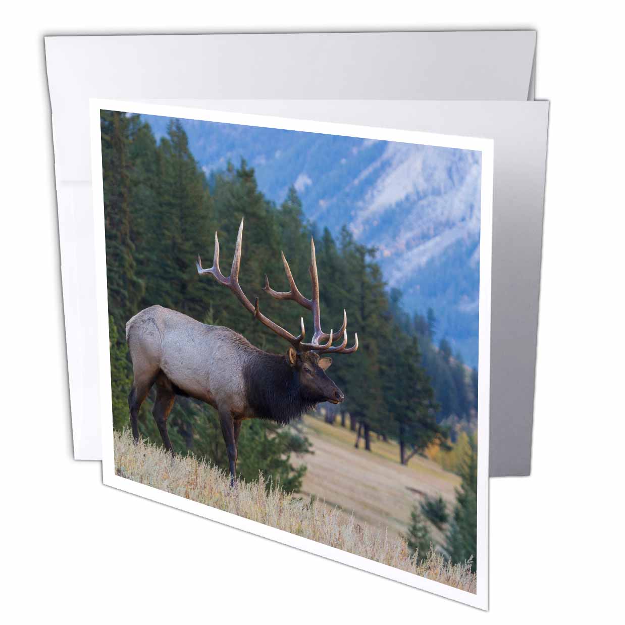 Rocky Mountain bull elk . 6 Greeting Cards with envelopes gc-345382-1 ...