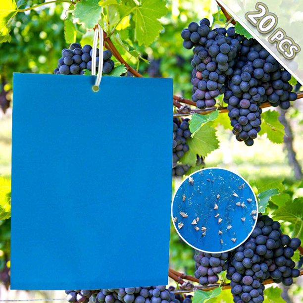 Fruit flies trap picture